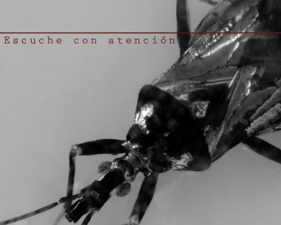 Listening_with_attention_Alejandro_Valencia