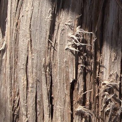 Inside the Wood_Daniel Lema