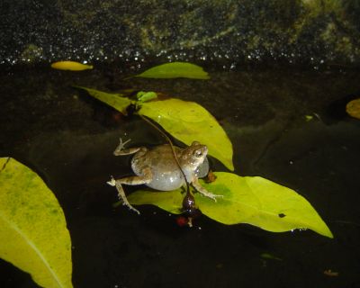 Engystomops_pustulosus